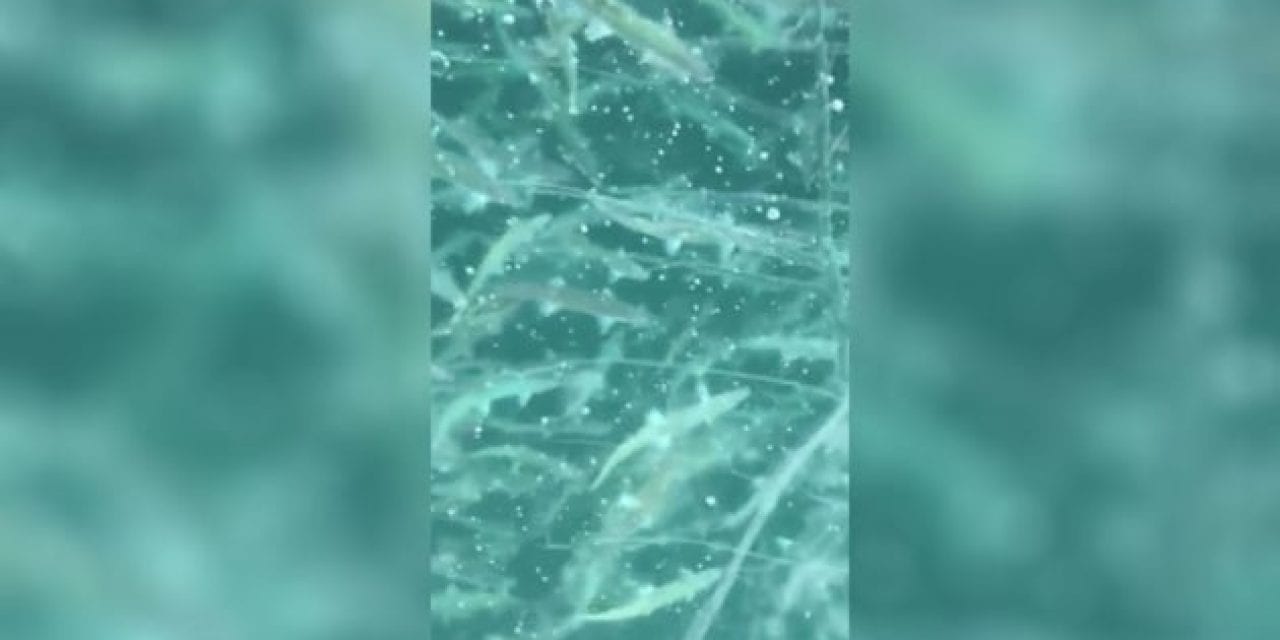 Video: How Are There That Many Fish Beneath the Ice?