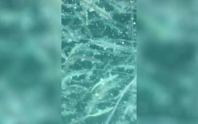 Video: How Are There That Many Fish Beneath the Ice?