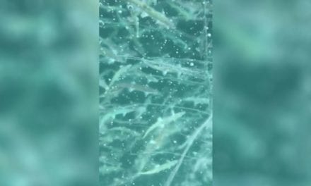 Video: How Are There That Many Fish Beneath the Ice?