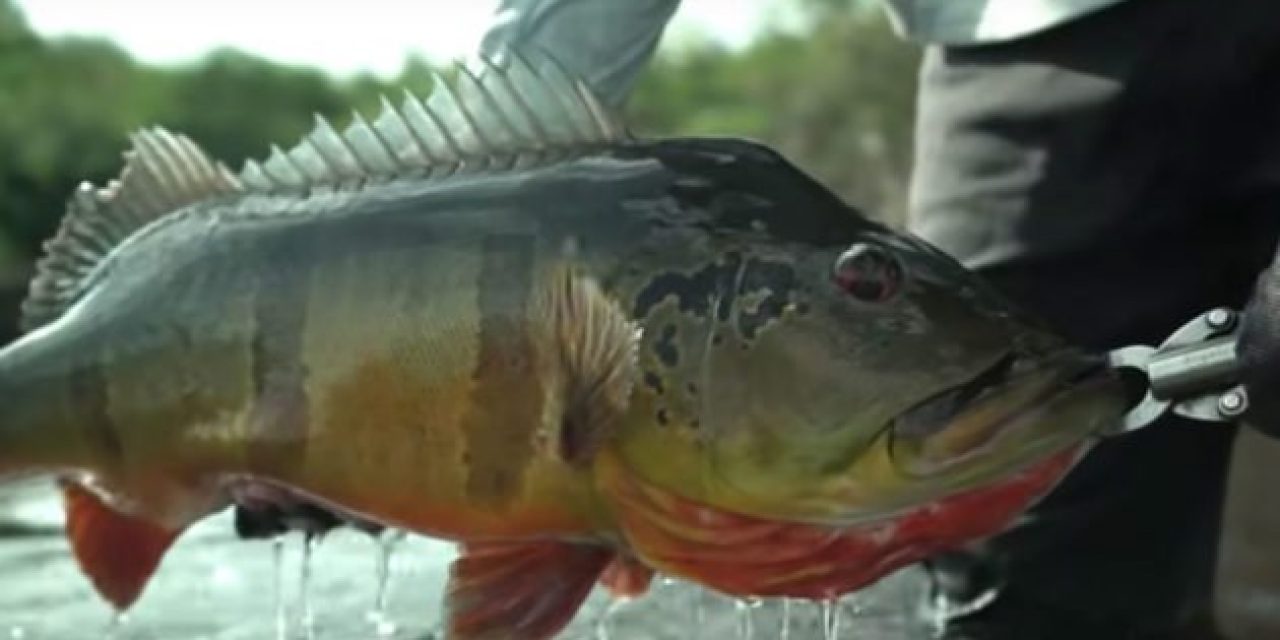 Video: Jon B. Lands a Monster Peacock Bass in Brazil