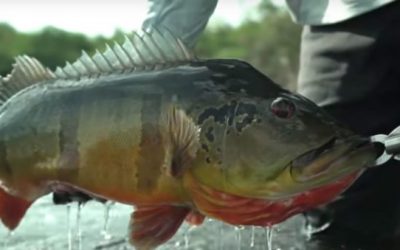 Video: Jon B. Lands a Monster Peacock Bass in Brazil