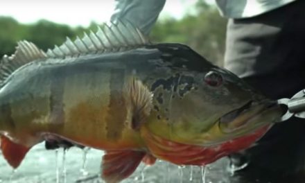 Video: Jon B. Lands a Monster Peacock Bass in Brazil