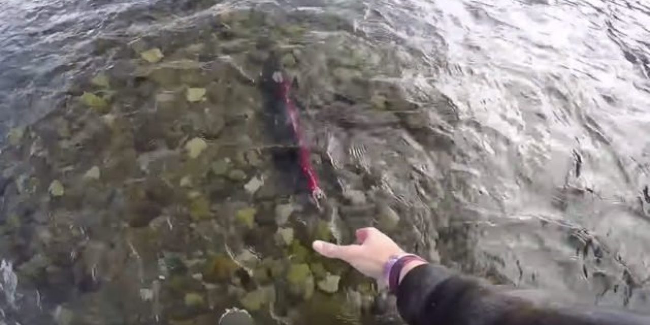 Video: Jon B. Snatches a Sockeye Salmon With His Bare Hand