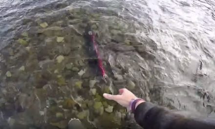 Video: Jon B. Snatches a Sockeye Salmon With His Bare Hand