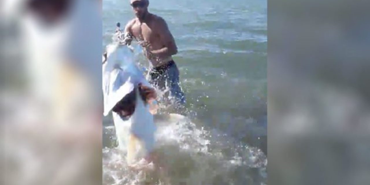Video: Strap in for This Guy’s Epic Showdown With a Monster Tarpon