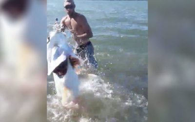 Video: Strap in for This Guy’s Epic Showdown With a Monster Tarpon
