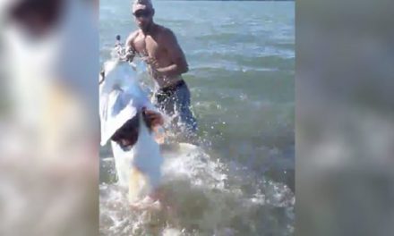 Video: Strap in for This Guy’s Epic Showdown With a Monster Tarpon