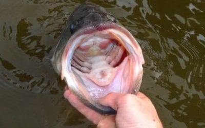 Virginia Game & Inland Fisheries – “Jackpot Bassin’”