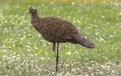 Watch as Thousands of Bees Swarm This Turkey Decoy in Texas