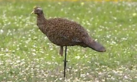 Watch as Thousands of Bees Swarm This Turkey Decoy in Texas