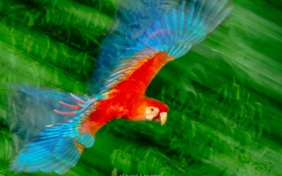 Watch Frans Lanting’s “The Art of Photographing Birds” Online Workshop
