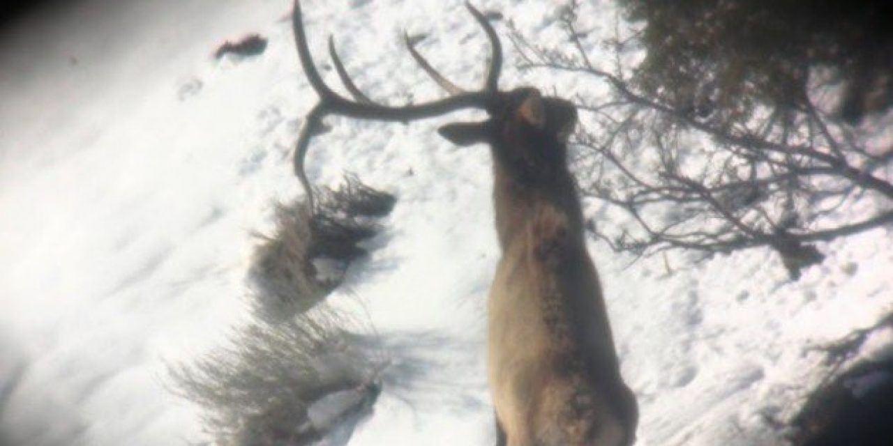 Watch This 5×5 Elk Shed Antlers Right in Front of a Lucky Hunter