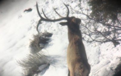 Watch This 5×5 Elk Shed Antlers Right in Front of a Lucky Hunter