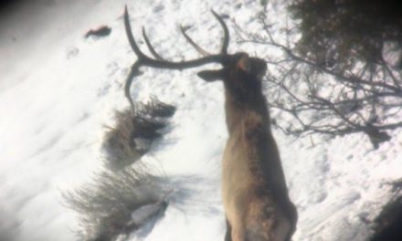 Watch This 5×5 Elk Shed Antlers Right in Front of a Lucky Hunter