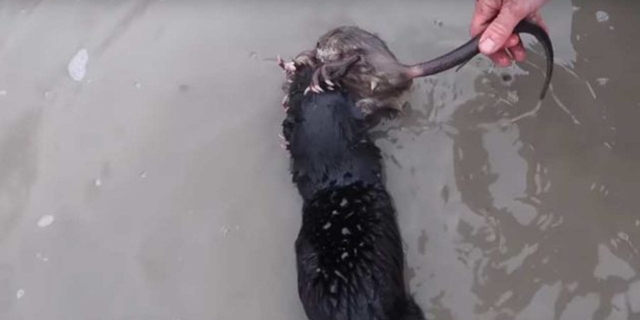 Watching Mink Hunt Muskrats Might Be the Coolest Thing You’ve Seen All Winter
