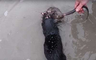 Watching Mink Hunt Muskrats Might Be the Coolest Thing You’ve Seen All Winter