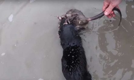 Watching Mink Hunt Muskrats Might Be the Coolest Thing You’ve Seen All Winter