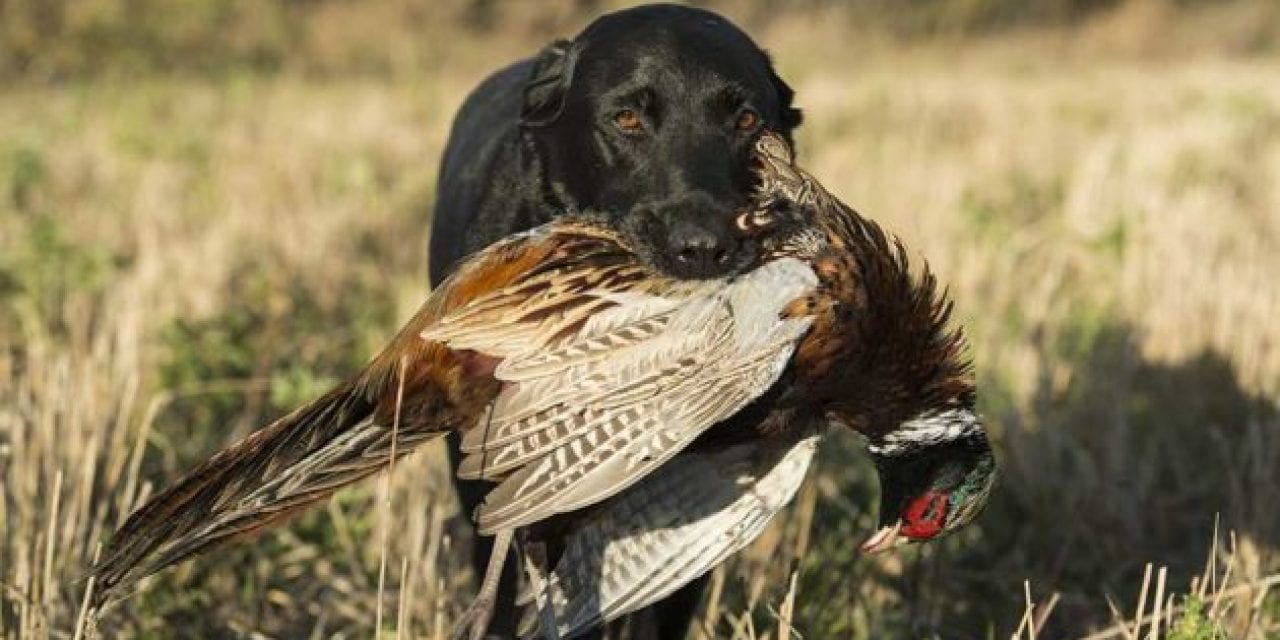 Who’s the Better Hunter, You or Your Hunting Dog?