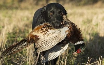 Who’s the Better Hunter, You or Your Hunting Dog?