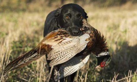 Who’s the Better Hunter, You or Your Hunting Dog?