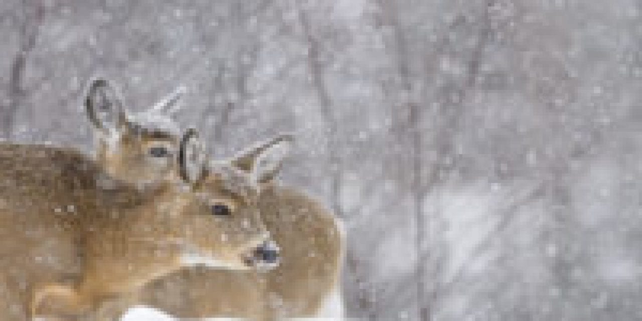 Winter Might Wipe Out 40% of Region’s Deer Herd