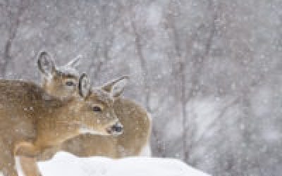Winter Might Wipe Out 40% of Region’s Deer Herd
