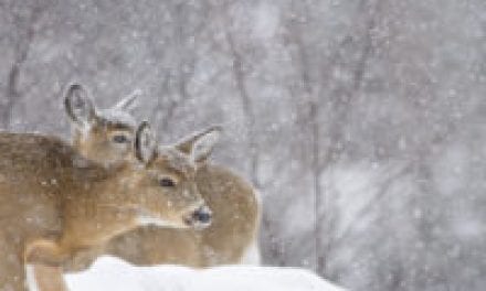 Winter Might Wipe Out 40% of Region’s Deer Herd