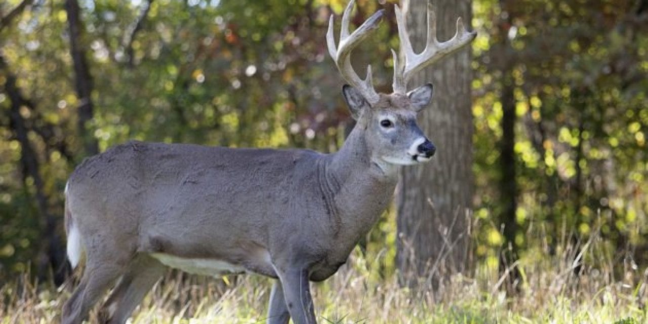 Wisconsin Bill Aims at CWD Control