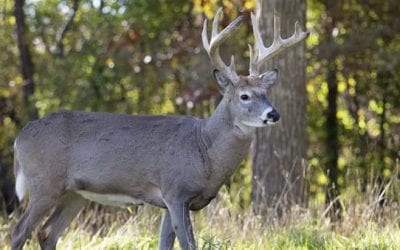 Wisconsin Bill Aims at CWD Control