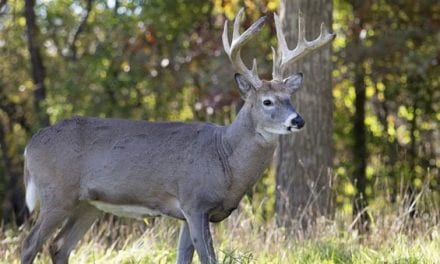 Wisconsin Bill Aims at CWD Control