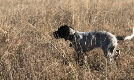 10 Things You Have to Do Before Picking Up Your Hunting Puppy