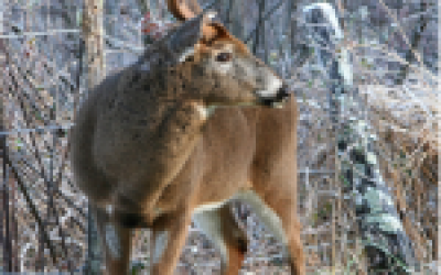 3 Reasons for a Mobile Deer Stand Setup on Public Land