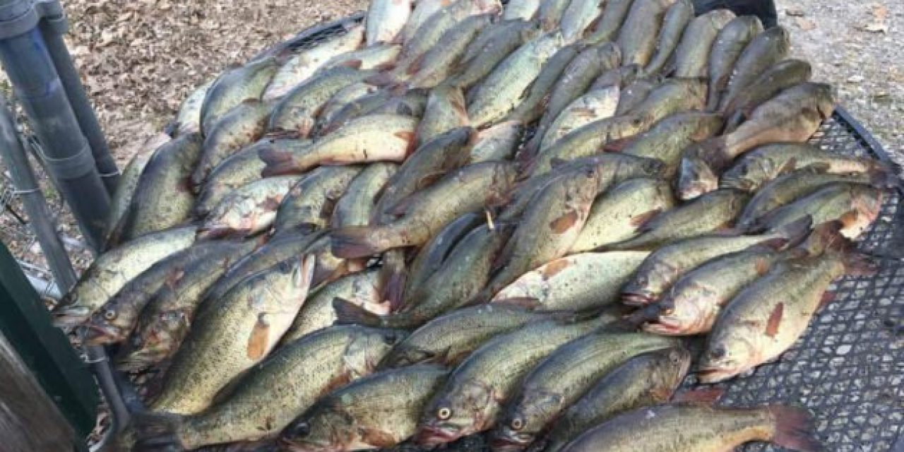 4 Arrested for Unlawfully Taking 114 Bass in Illinois