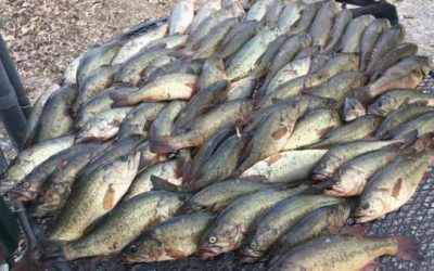 4 Arrested for Unlawfully Taking 114 Bass in Illinois