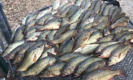 4 Arrested for Unlawfully Taking 114 Bass in Illinois