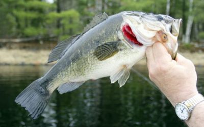 5 Times Karma Came Back Around to Cheating Tournament Anglers