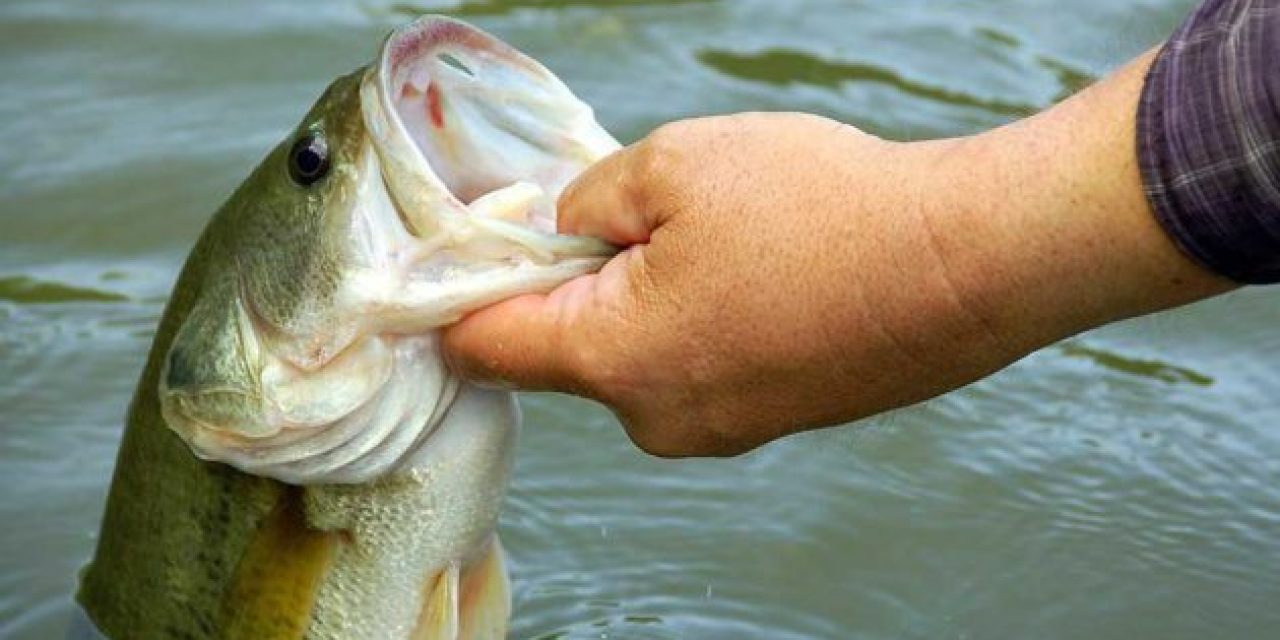 6 Essential Early Spring Bass Fishing Tips