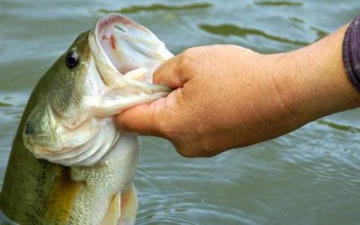 6 Essential Early Spring Bass Fishing Tips