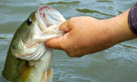6 Essential Early Spring Bass Fishing Tips