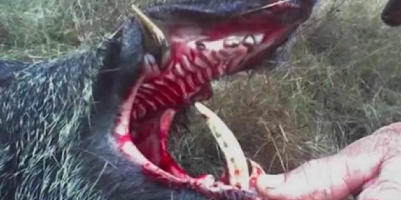 6 Times Hog Hunting Went Horribly Wrong