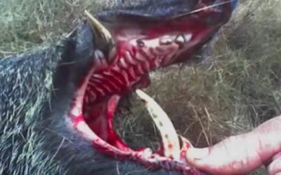 6 Times Hog Hunting Went Horribly Wrong