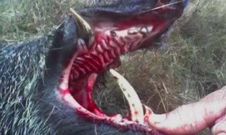 6 Times Hog Hunting Went Horribly Wrong