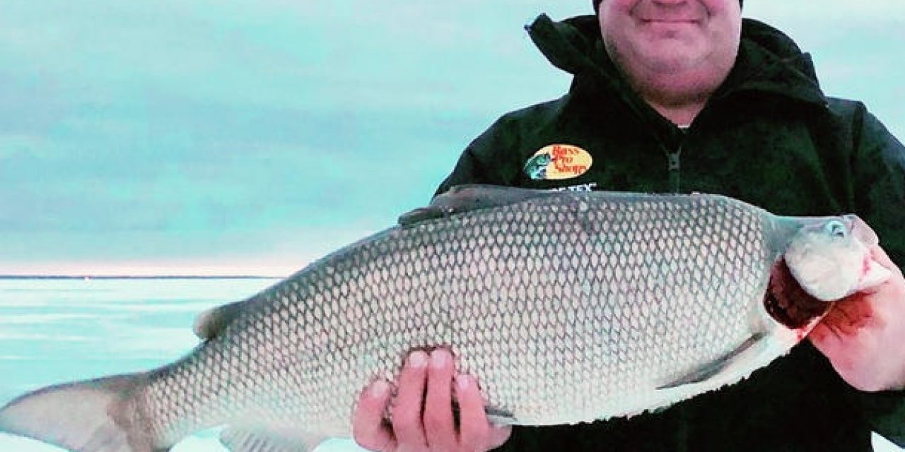 A New Minnesota State Record Whitefish, Maybe