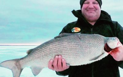 A New Minnesota State Record Whitefish, Maybe