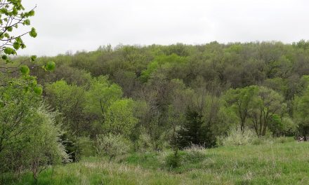 About Morel Mushrooms This Spring