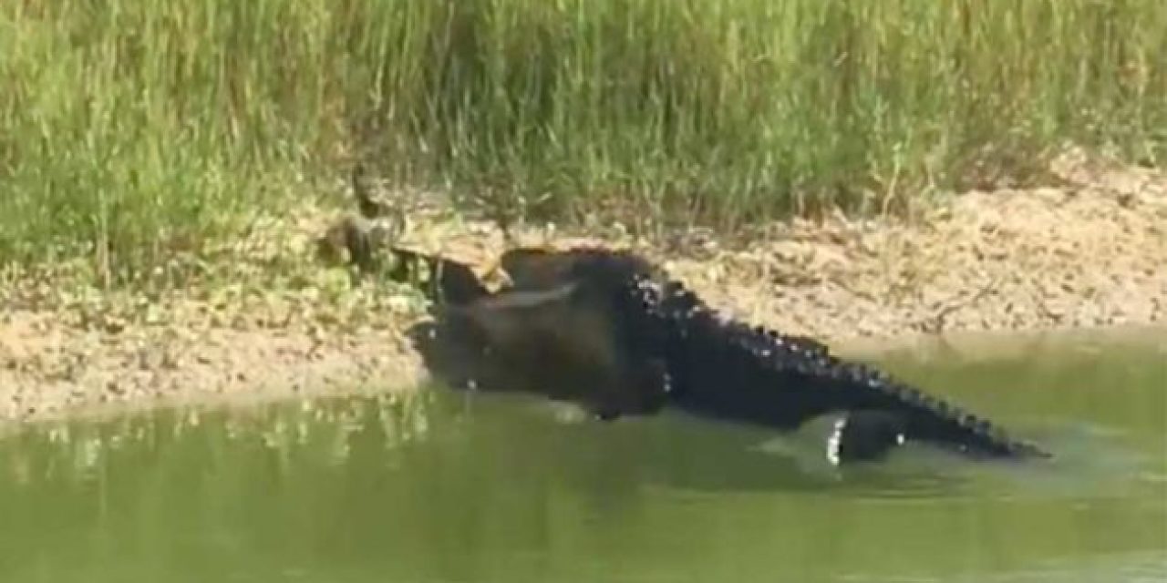 Alligator Obliterates Unsuspecting Snake in Mere Seconds