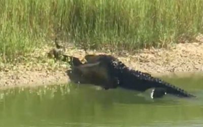 Alligator Obliterates Unsuspecting Snake in Mere Seconds
