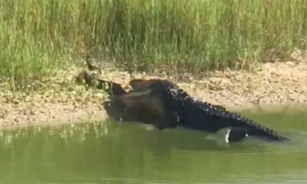 Alligator Obliterates Unsuspecting Snake in Mere Seconds