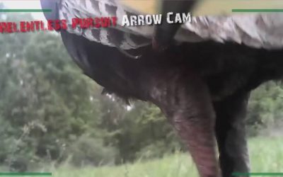 Arrow-Mounted Camera Captures Turkey Hunting Like Never Before