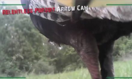 Arrow-Mounted Camera Captures Turkey Hunting Like Never Before